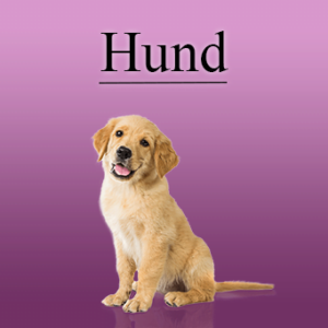 Hund