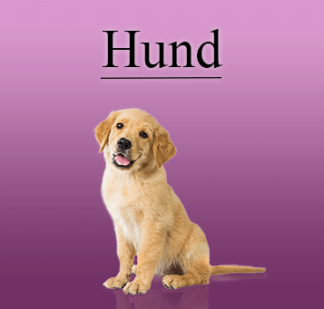 Hund